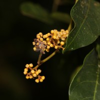 <i>Aglaia apiocarpa</i>  (Thwaites) Hiern